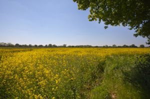 Hethersett, Norfolk  10.jpg